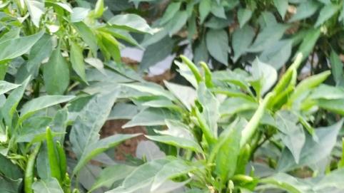 辣椒出现深根的方法，不会的赶紧学起来！