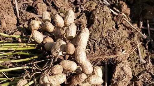 坡地花生栽培技术优化，精准施肥与轮作制度研究，真空包装保鲜效果分析