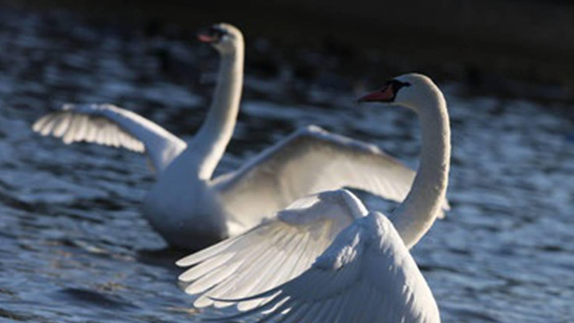 亲子关系数据全，四月近交系数降，圈养疣鼻天鹅群，羽毛制品出口增