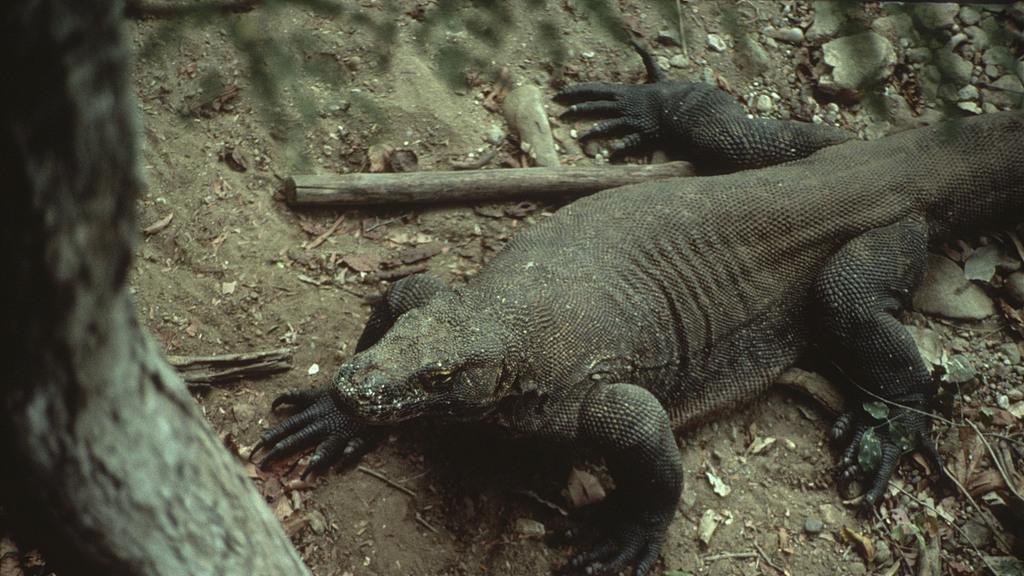蜥脚类恐龙后裔？亚洲巨蜥生态档案