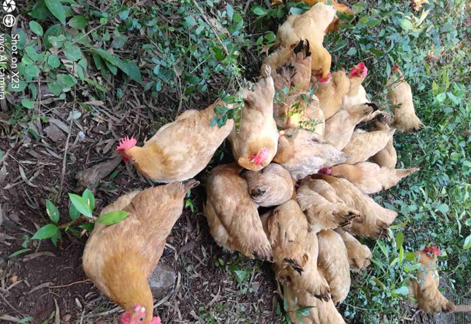 分群管理技术，三个月对比，退伍军人示范，黄羽肉鸡混养