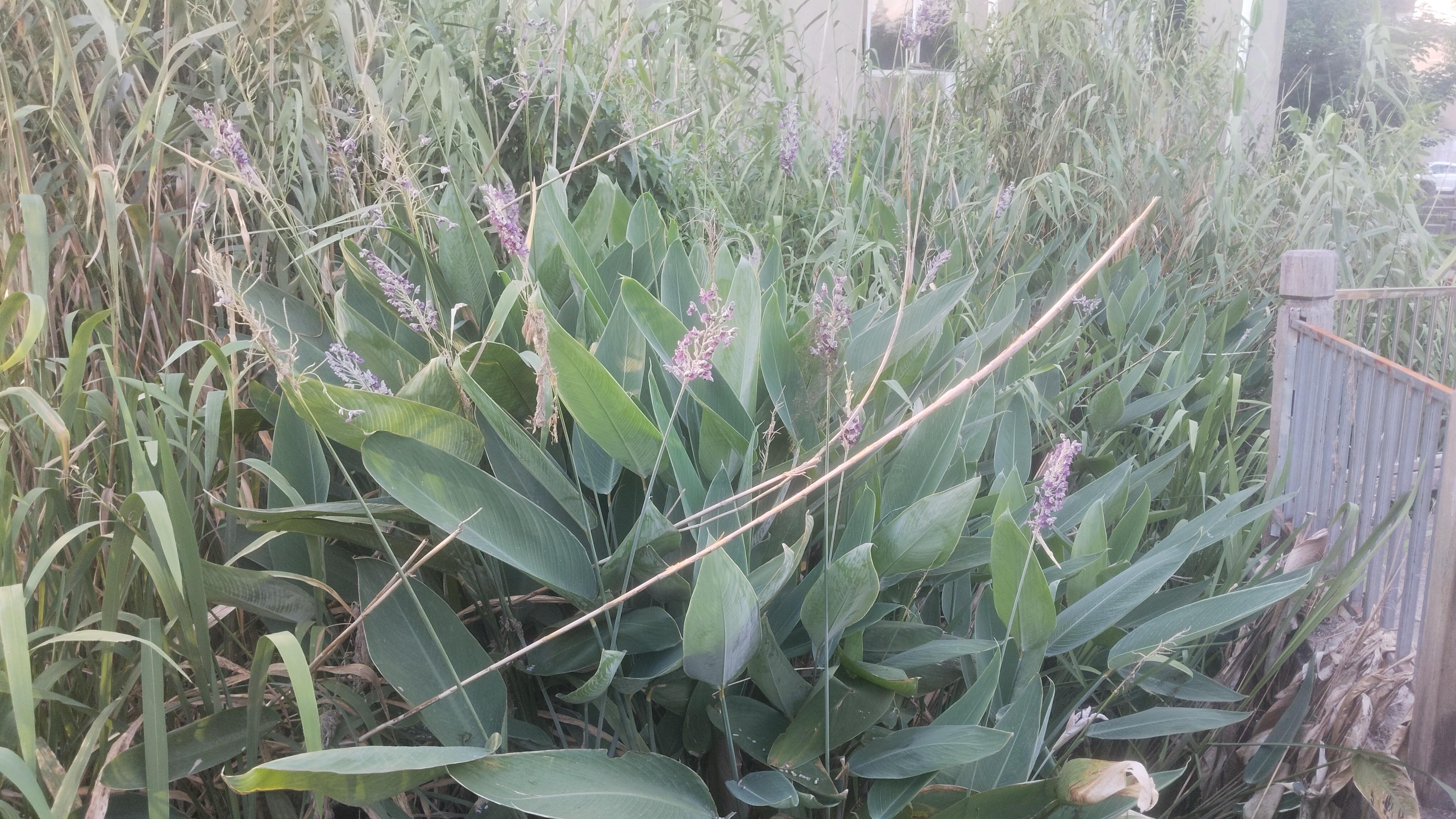 再力花，水上天堂鸟