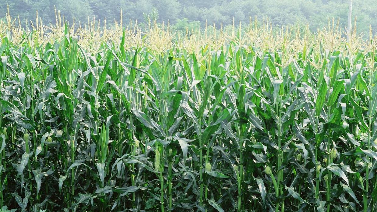 玉米种植用肥选择：低氯好还是中氯更合适？