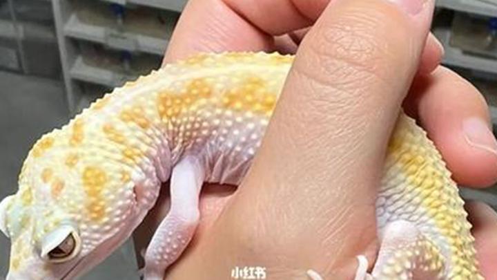 豹纹守宫社交恐惧深度测评，泪痕清洁黄金期，网红经济新发现