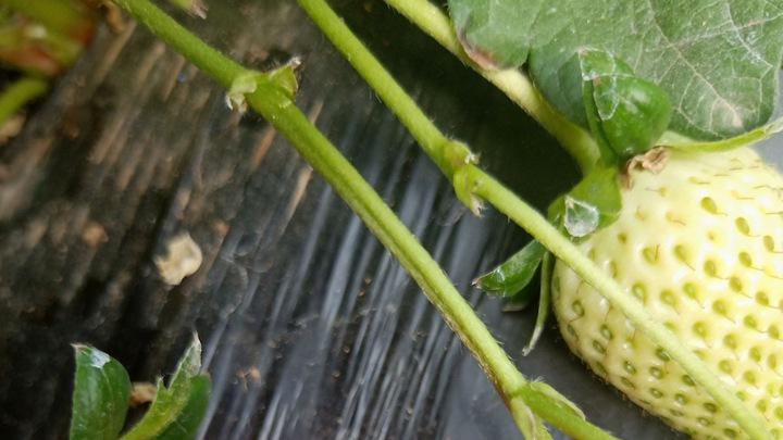 草莓疏花要趁早，留壮去弱养分集中，这样果形端正品质优