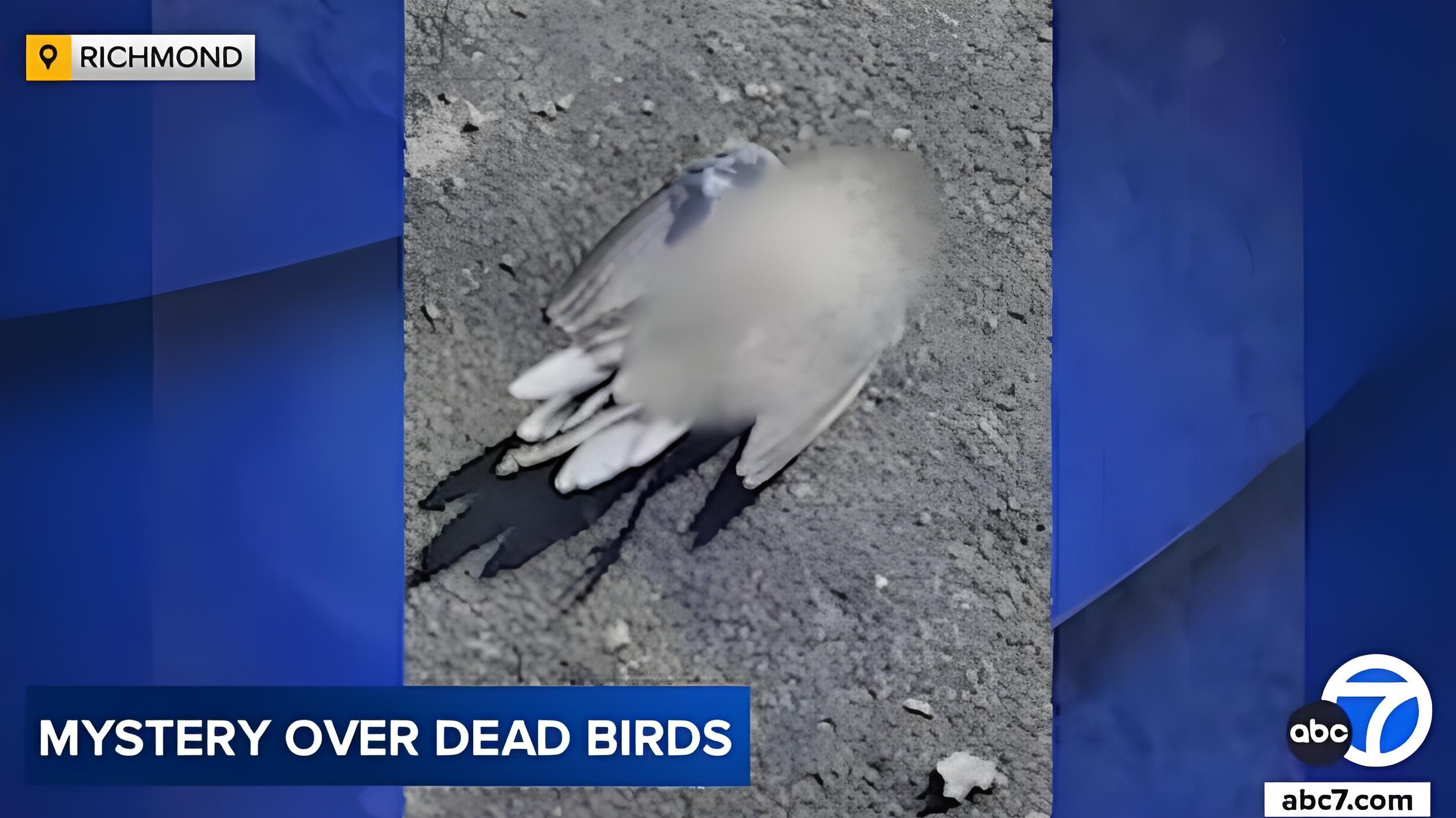 美国加州五十余只飞鸟空中解体，官方解释引发民众强烈质疑！