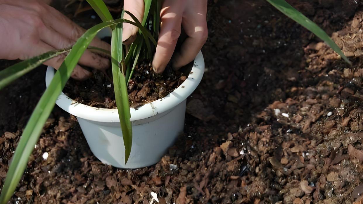 揭秘兰花土壤配制：如何为兰花打造理想家园？