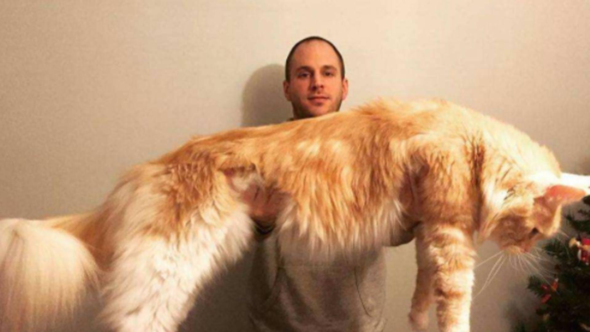 缅因猫饮水机，活水循环系统，每周清洗频率，尿路结石预防