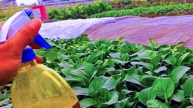 种菜用茶麸杀虫，这三种用法就很不错，效果好不烧苗