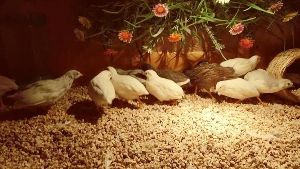 新手加入芦丁鸡养殖圈！参加交流活动，共享养殖经验​