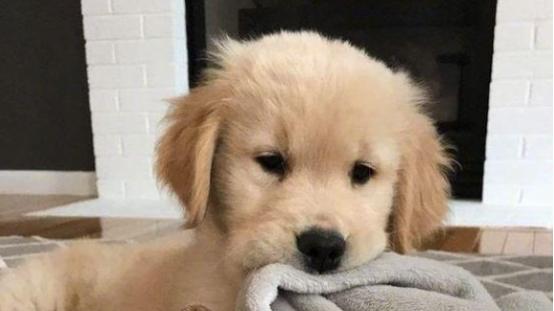 成年金毛犬一天吃多少狗粮？保护肠胃的狗粮哪种好，多吃也不怕