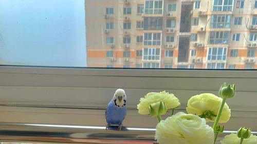 暴躁鸭雅思学员李媛：一场与时间和遗忘的赛跑，我的雅思备考之路