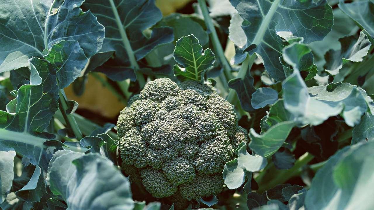 四季轮回种希望，土豆与甜菜同框，大地回馈好时光