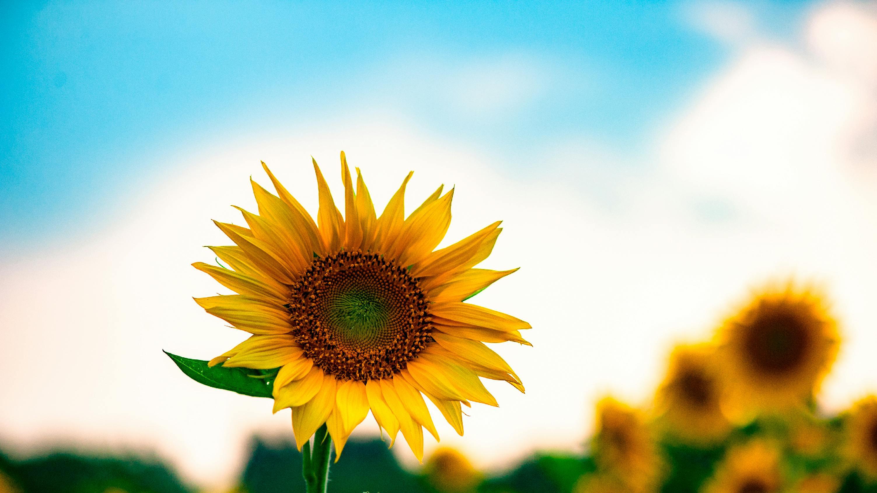 内向不是病，逼他外向才是 —— 那些被 “强迫社交” 毁掉的孩子