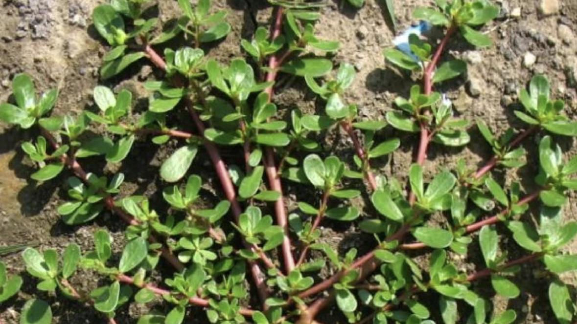 这几种野菜，你都吃过吗？