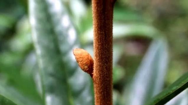 这种植物为什么起名“老鼠屎”？名字很“烦”花却娇艳，值得拥有