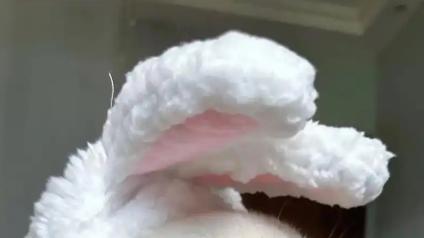 法斗、英短等扁脸系宝贝，有哪些特殊的护理步骤？