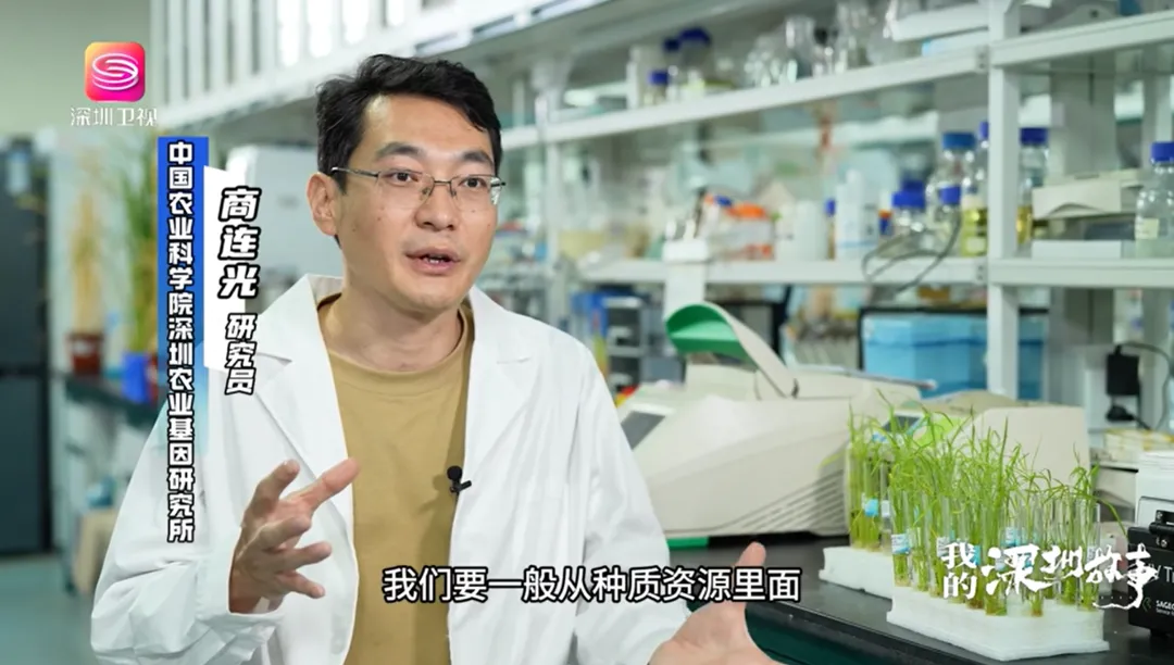 我的深圳故事｜带着251粒种子在深圳种水稻……