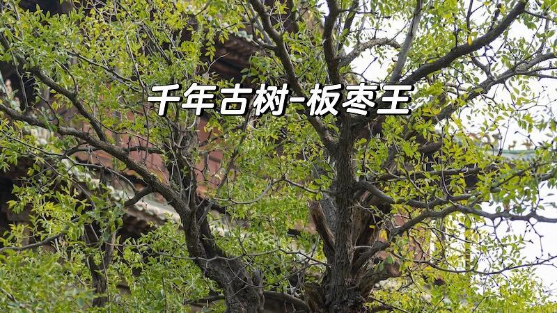 山西小众宝藏地，稷山稷王庙，木雕石雕琉璃堪称三绝