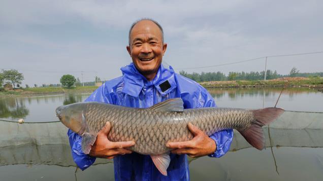 “四大家鱼”之一的青鱼，为何很少人养？青鱼长100斤要多久？