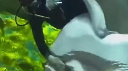 鳐鱼趴在玻璃上想吃小黄鱼，潜水员一直阻止，谁知道小黄鱼自投罗网，果然青春没有售价，同事入口即化