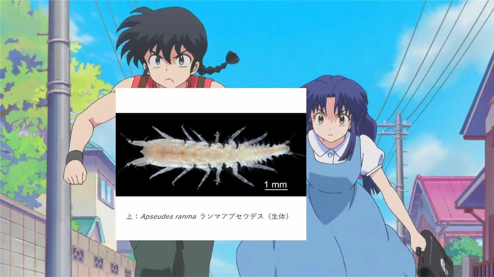 远古锯鲨新物种被命名为《电锯人》波奇塔，网友：太酷了