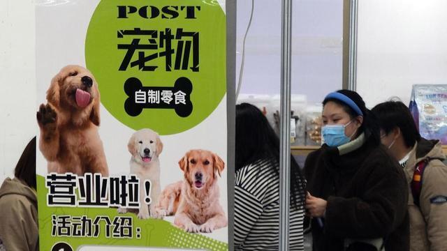 中国养宠人数破亿！北上广吸猫成瘾，小县城为何独宠狗？