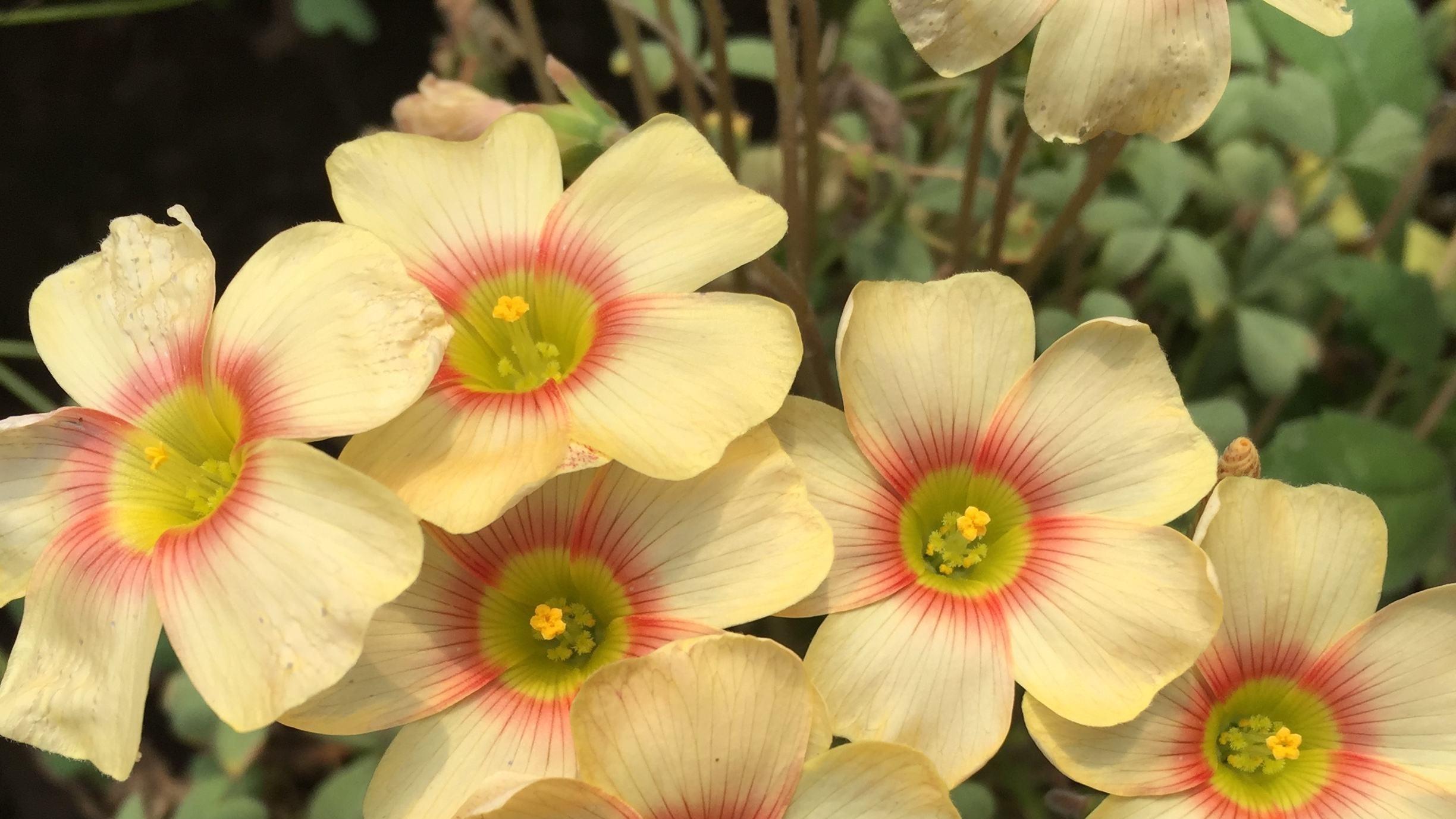 3种春季花，轻松养护，让阳台色彩斑斓。