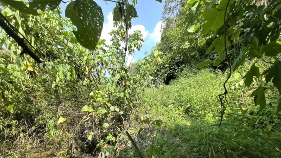 广西一组长毁林后造假应诉，男子世代耕种土地，被法院判成机耕路