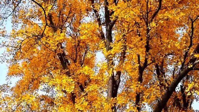 在石景山，记录秋末最后的斑斓