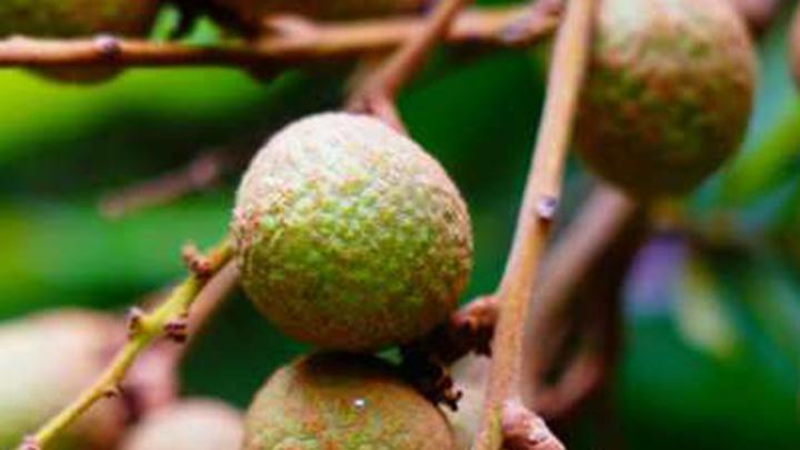 果实增色方法，物理增色技巧，广东海丰果实增色方法方案，龙眼树果实色泽