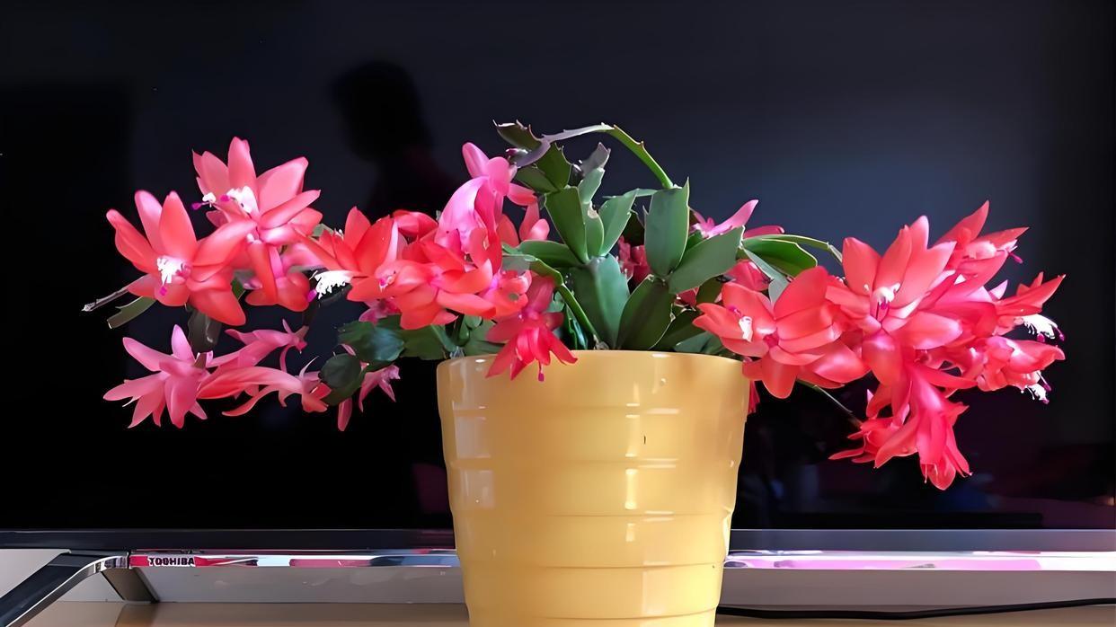 蟹爪莲：室内种植指南，解密光照、品种与养护技巧