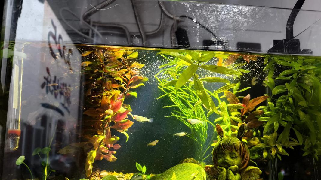 五年老鱼友拍桌警告：鱼缸水发黑发臭？这三步做错一步，直接准备收尸！