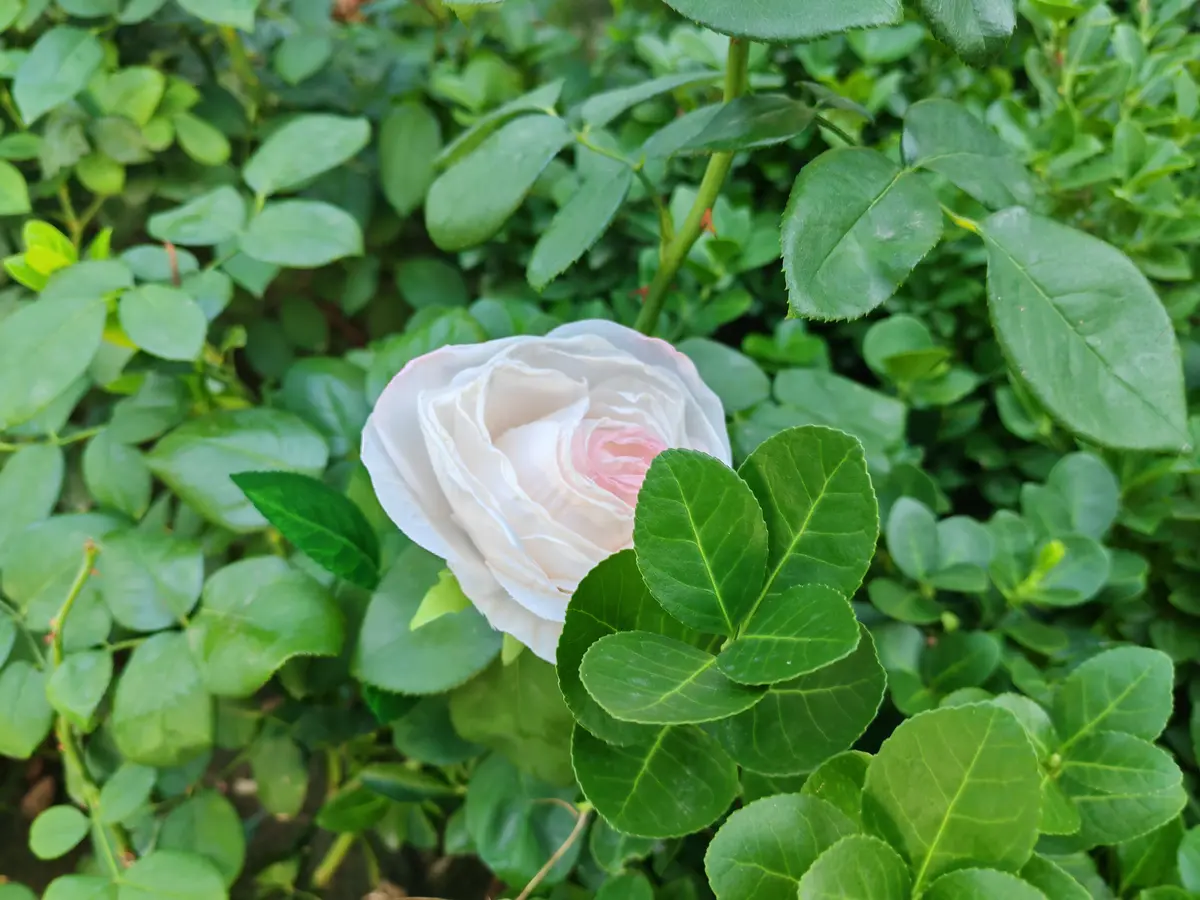 时节虽有冷暖，处处皆有清欢