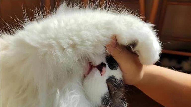 爱猫必备：抚摸这些部位，让猫咪更依赖你