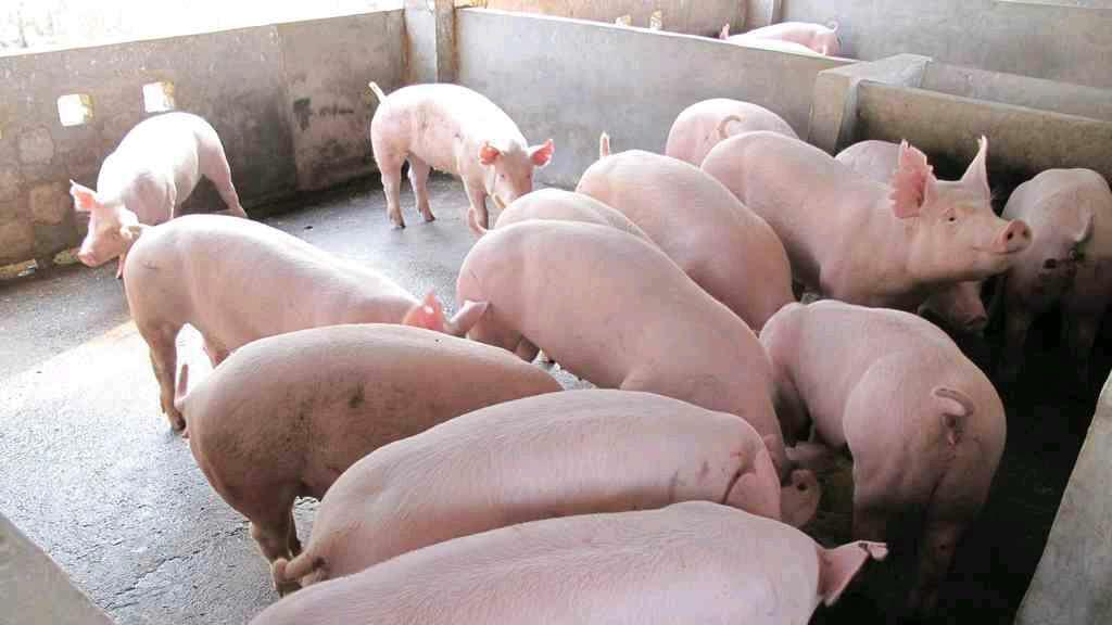国家出手救市！养猪业迎重磅政策，2026年猪价要稳了？