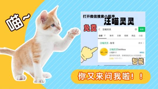 布偶猫到底好不好养？优缺点、饮食雷区全唠明白！