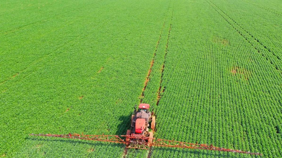 小麦种植高产秘籍：氮磷钾底肥配方详解