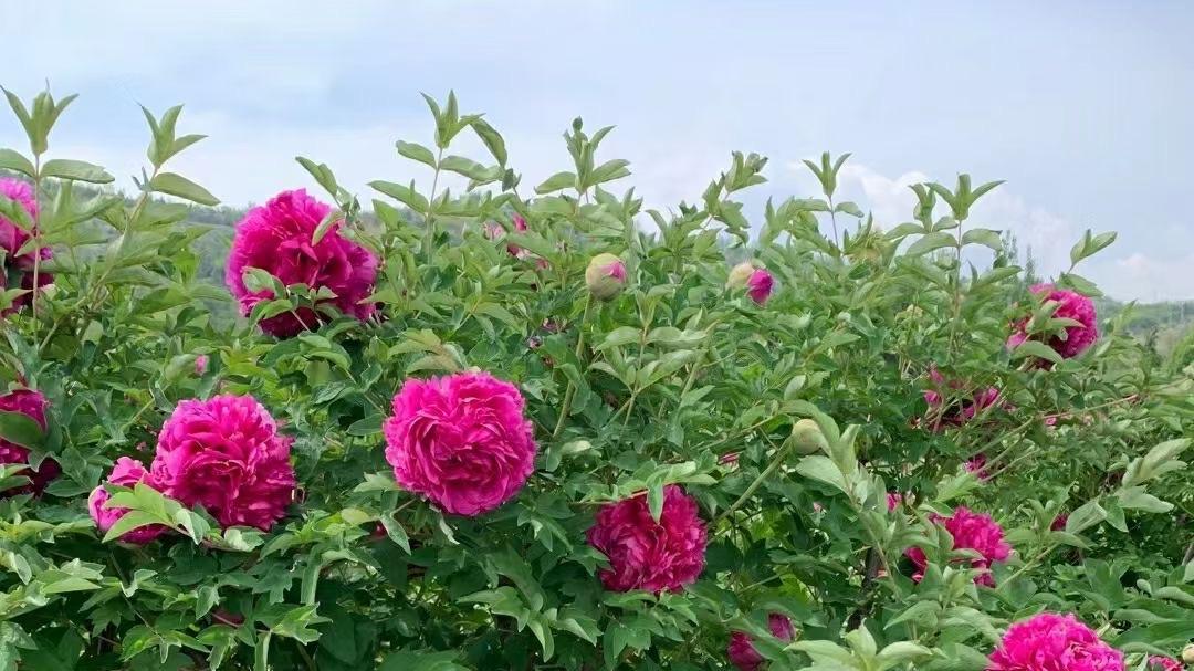 想让牡丹花开得更好？从移栽到养护，这份指南全都有！