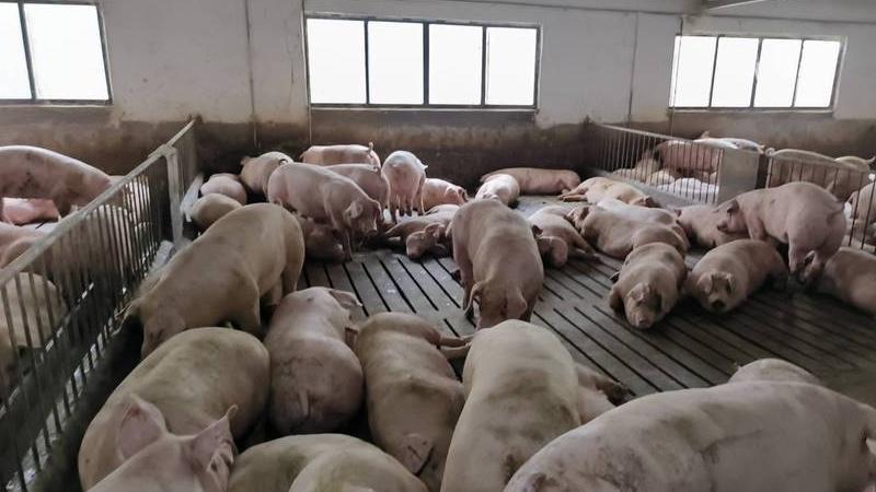 农村养母猪，传统方法落后，新型养殖模式了解一下！