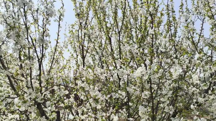 《吟啸斋日记》（9）：1986年11月25日晚-29日记