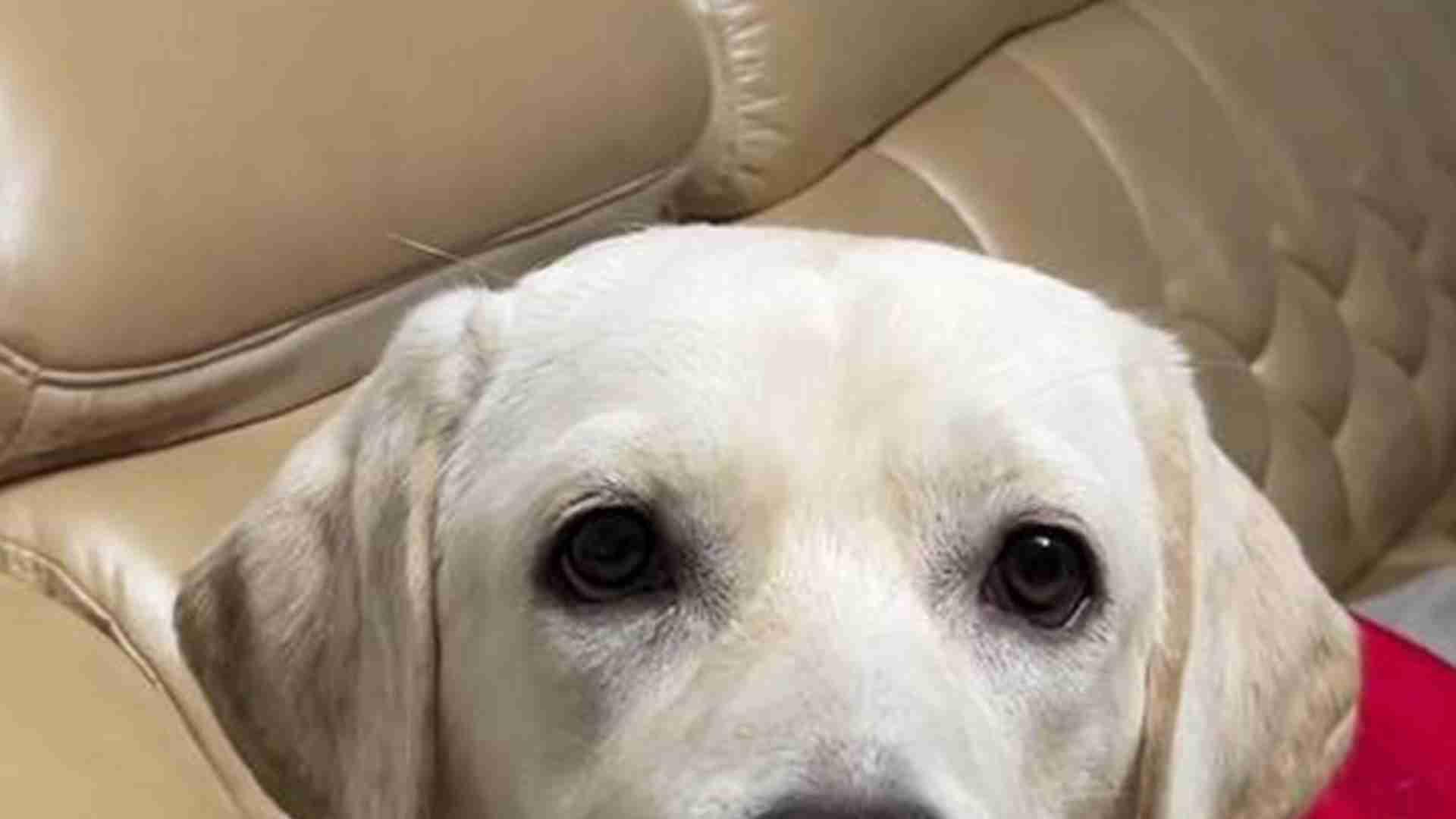 粪便含水量检测，沿海潮湿地区，拉布拉多食，腹泻率大减