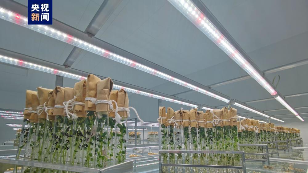 4鼠乘组立大功！1太空鼠生9仔6只存活，将继续“生儿育女”搞科研