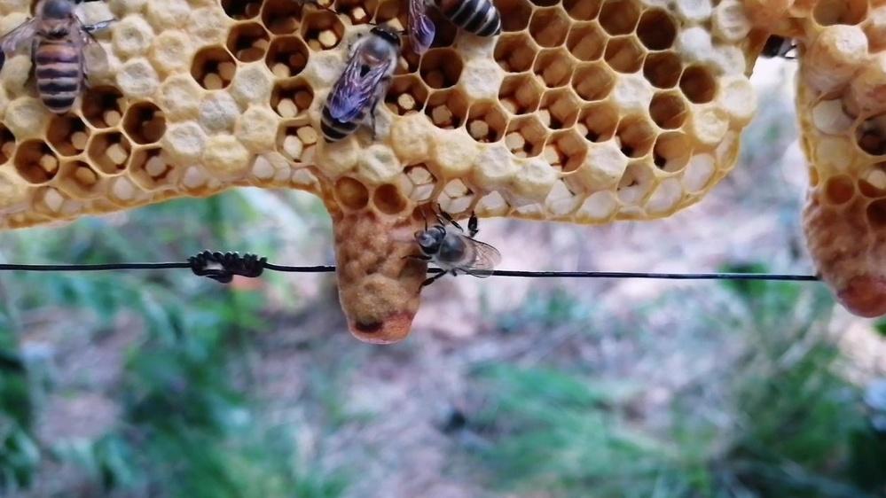 新手养蜂遇困难，蜜蜂飞逃原因查，有效预防保蜂群