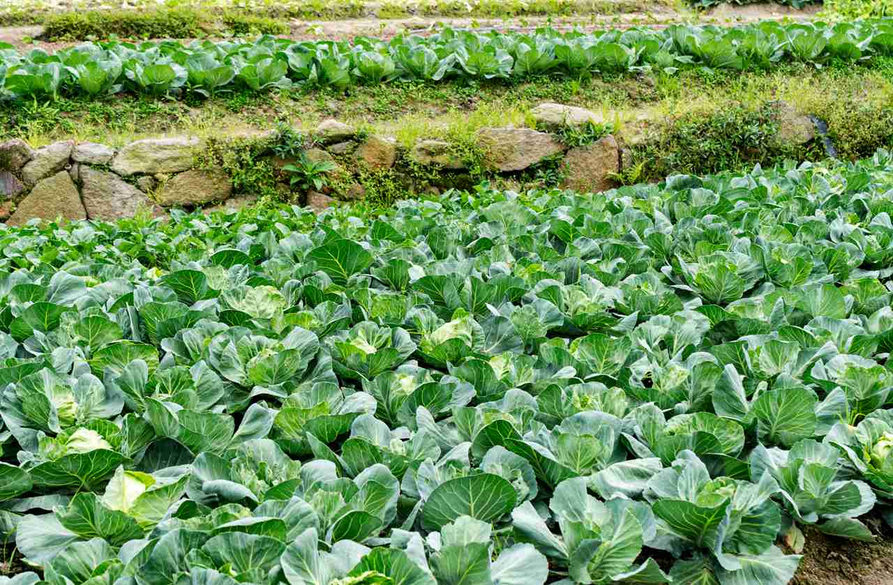茶园铺草保水土，橘园覆膜增地温，梨园生草改生态