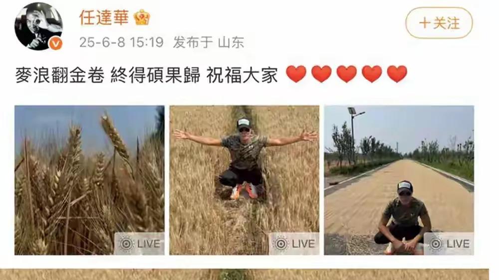 任达华的麦田照火了
