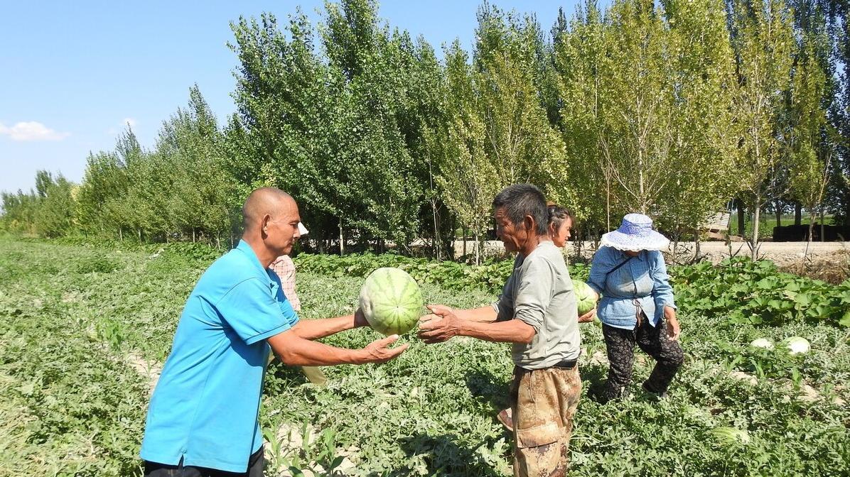 如何种植丝瓜、西瓜、黄瓜、甜瓜？施肥技巧与种植秘诀