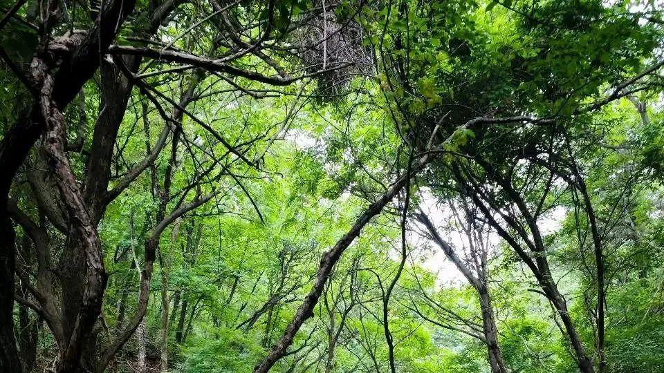 你没去过的神仙小众景区梨木台，人少还不累