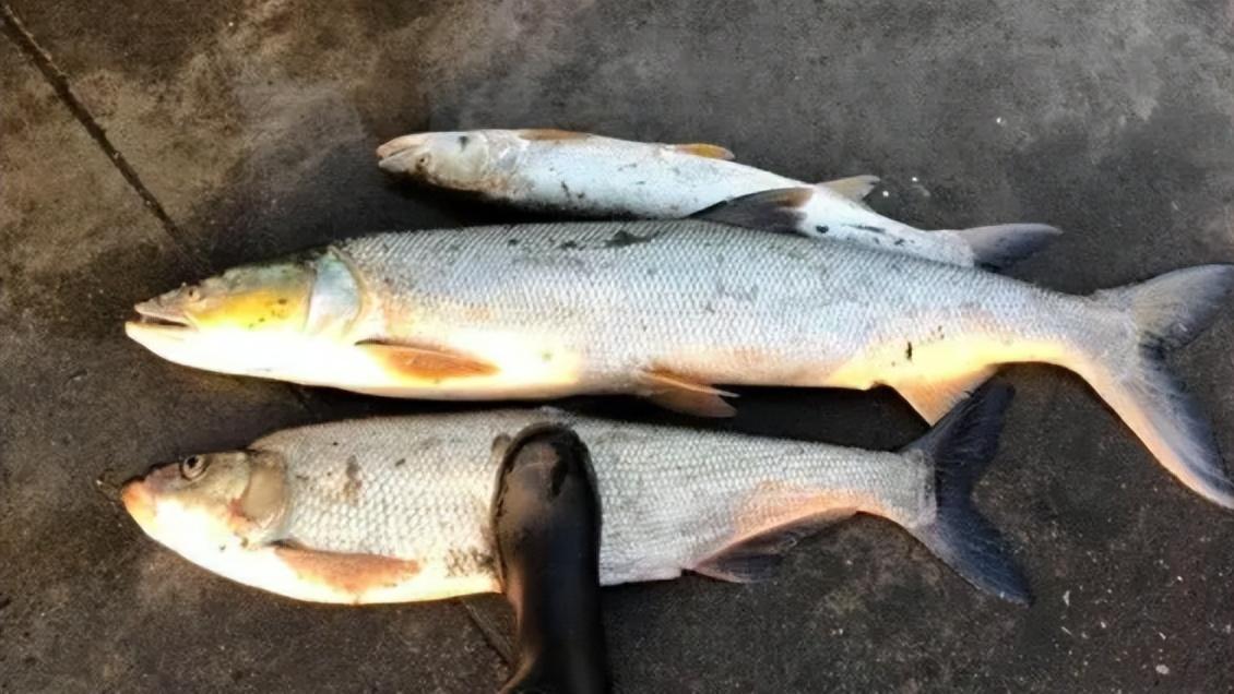 掠食鱼王鱤鱼“浮尸”江边，有人竟拍手叫好？“害鱼”的标签该撕掉了