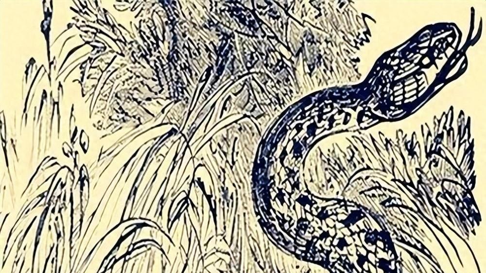 山林灵蛇，善恶有报，云隐村的秘密